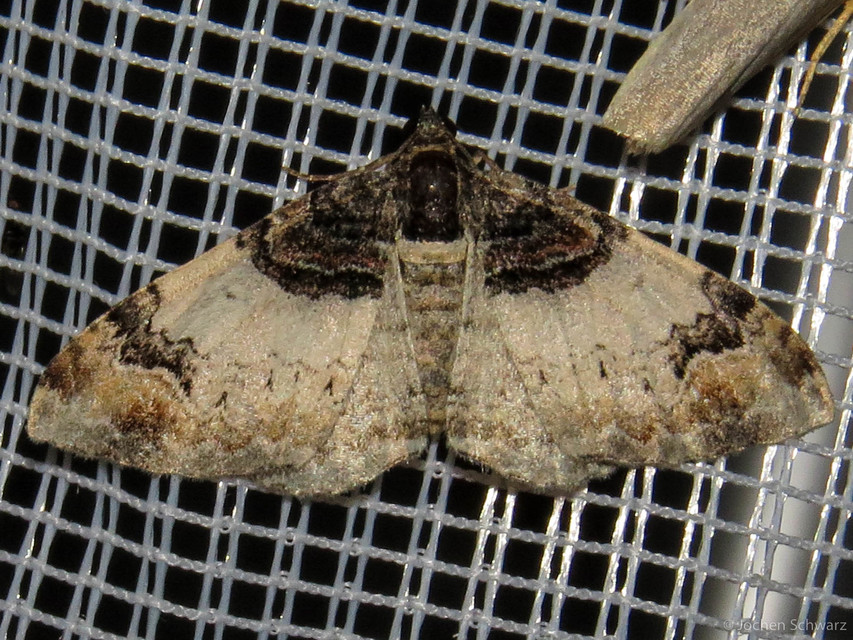 Catarhoe cuculata - csuklyás tarkaaraszoló