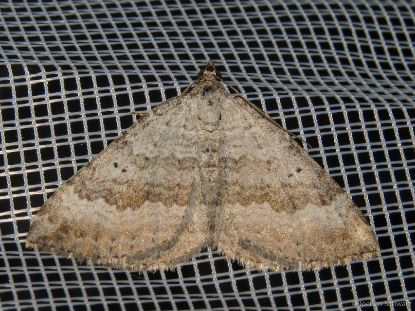 Scotopteryx bipunctaria - lóhere-araszoló