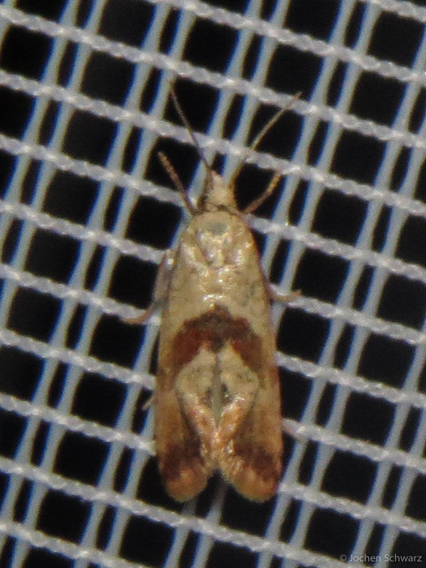Phalonidia contractana - pipitér-fúrómoly