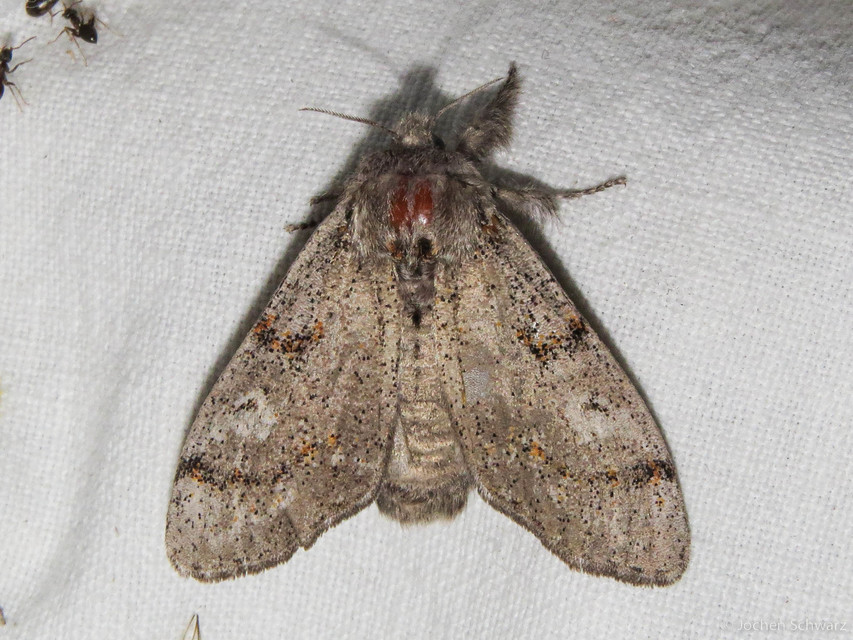 Gynaephora fascelina - vesszős szövő
