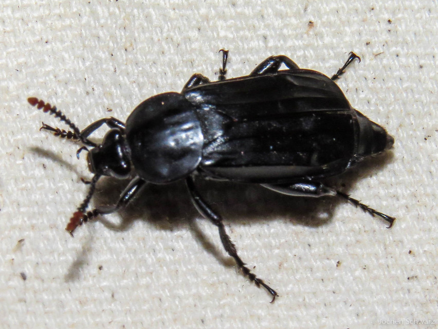 Necrodes littoralis - nagy dögbogár