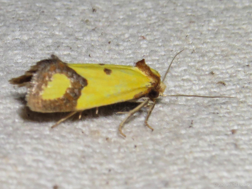 Agapeta zoegana - barnacsíkos sárgamoly