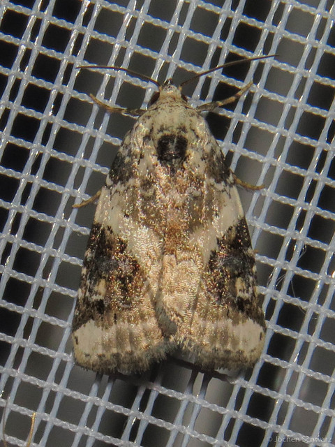 Pseudeustrotia candidula - fehéres apróbagoly