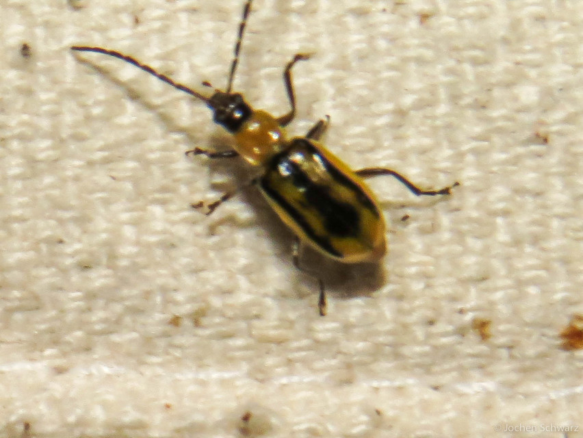 Diabrotica virgifera - amerikai kukoricabogár