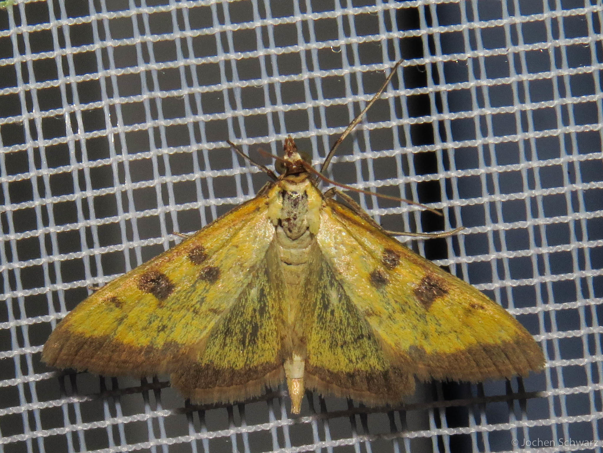 Mecyna trinalis - tetemtoldó-tűzmoly