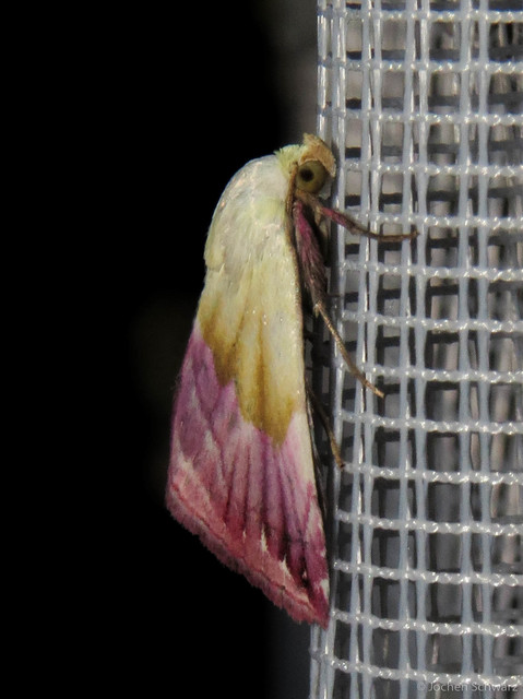 Eublemma purpurina - bíboros törpebagoly