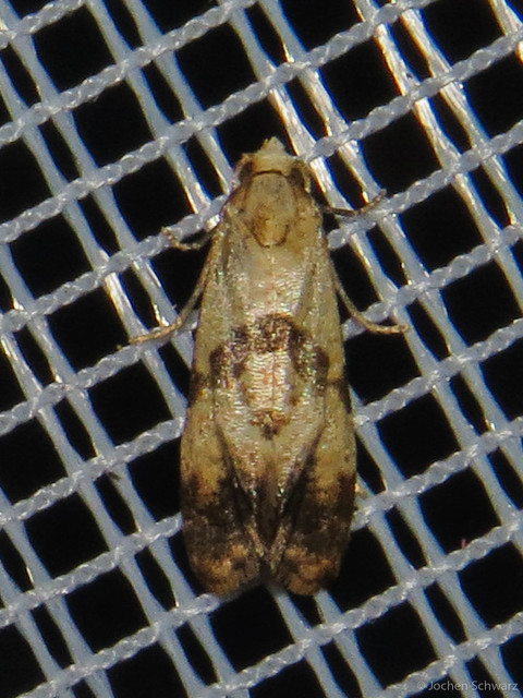 Phalonidia contractana - pipitér-fúrómoly