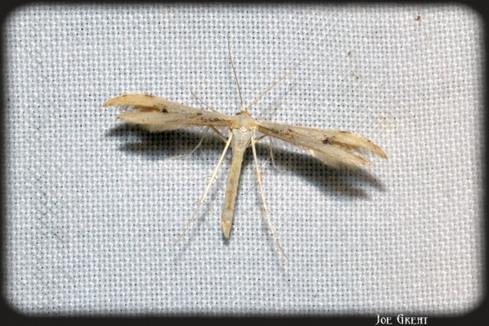 Pterophoridae - tollasmolyfélék
