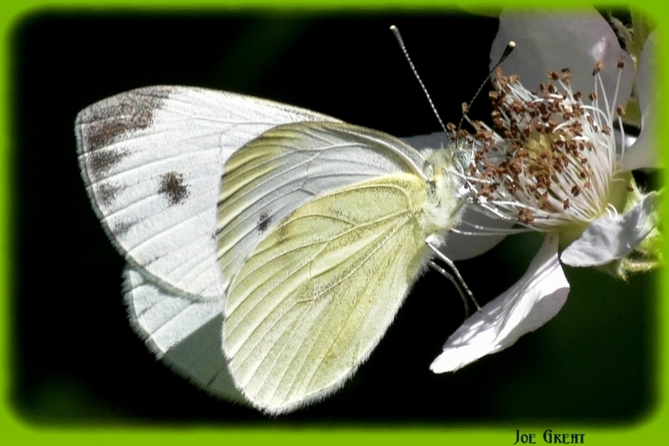 Pieris napi - repcelepke