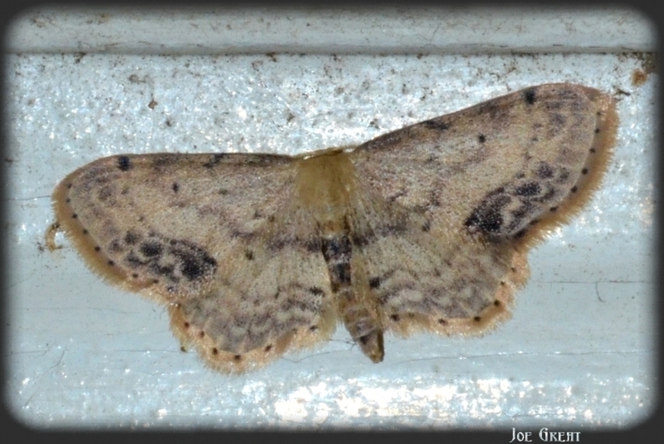Idaea dimidiata - gyakori apróaraszoló