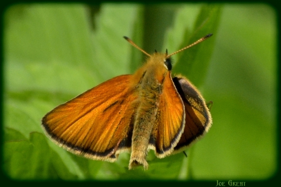 Thymelicus lineola - vonalas busalepke