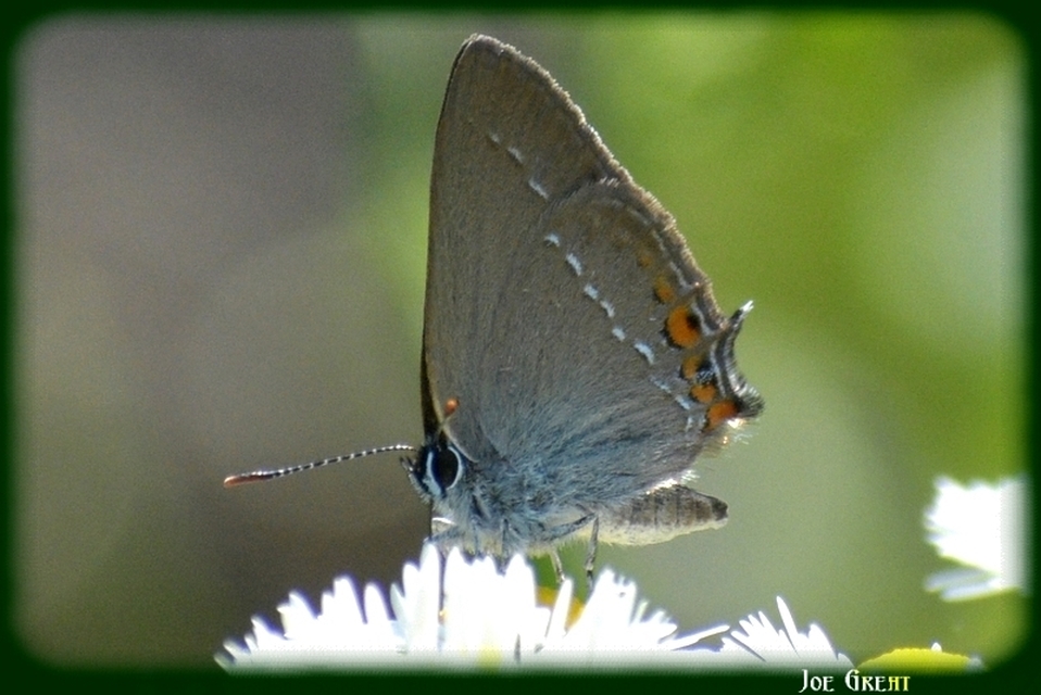 Satyrium acaciae - akác-csücsköslepke