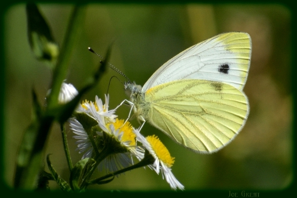 Pieris napi - repcelepke