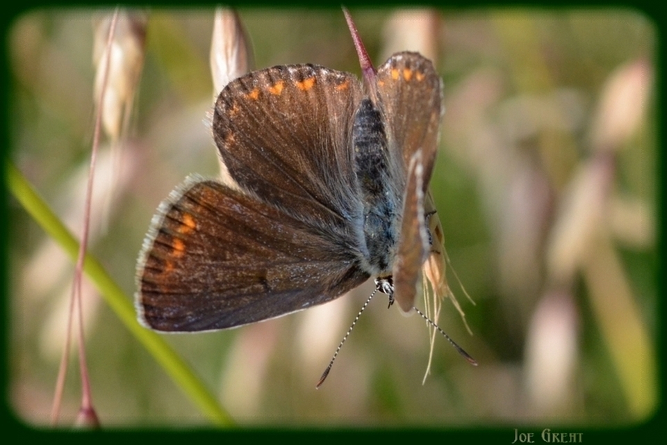 Polyommatus icarus - közönséges boglárka