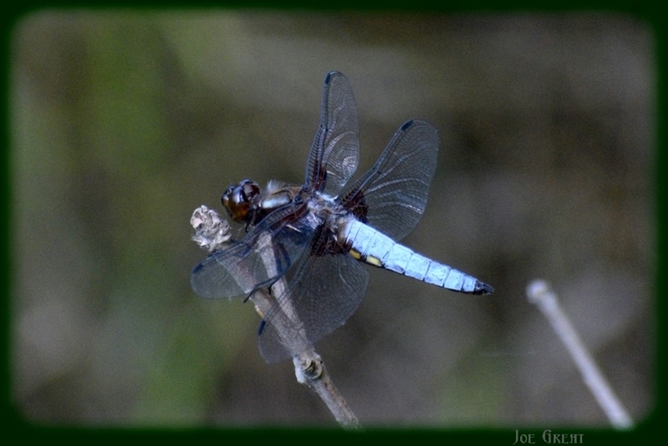 Libellula depressa - széles laposacsa
