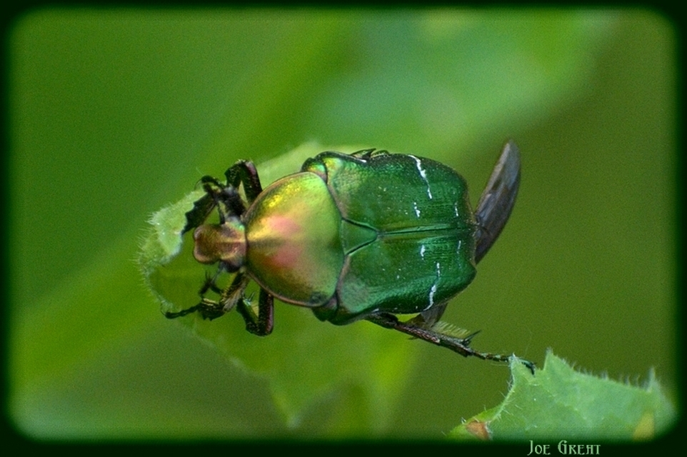 Cetonia aurata - aranyos virágbogár