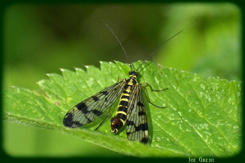 Mecoptera - Csőrösrovarok