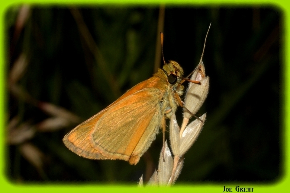 Thymelicus sylvestris - barna busalepke