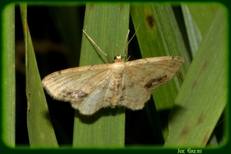 Idaea dimidiata - gyakori apróaraszoló