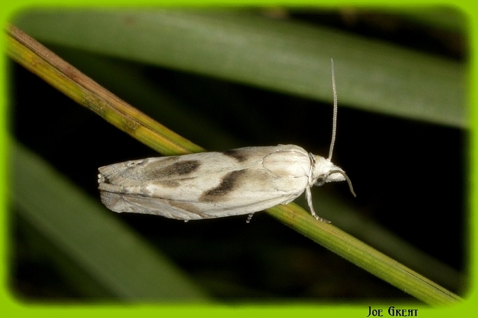 Eucosma metzneriana - ürömgyökér-tükrösmoly