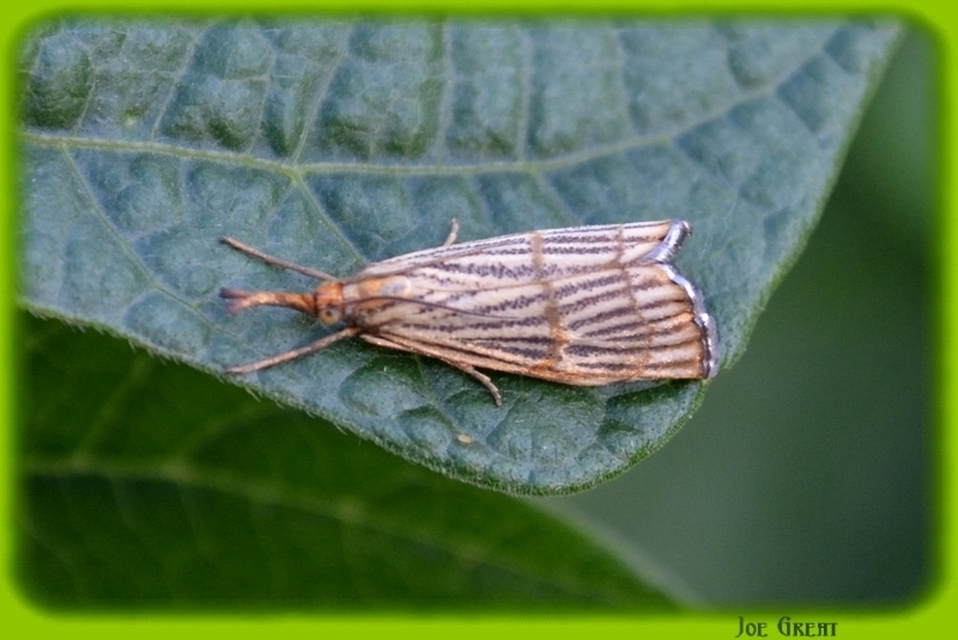 Chrysocrambus linetella - déli fűgyökérmoly