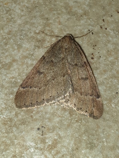 Theria rupicapraria - tavaszi kökényaraszoló