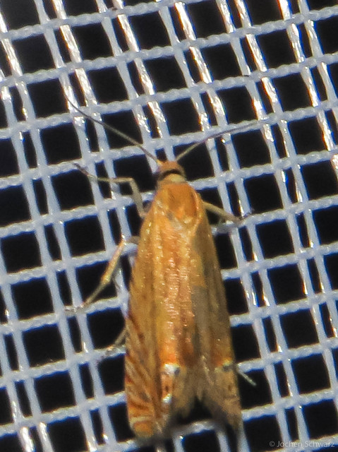 Lathronympha strigana - orbáncfű-magrágómoly
