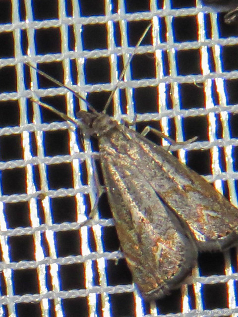 Platytes cerussella - törpe fűgyökérmoly