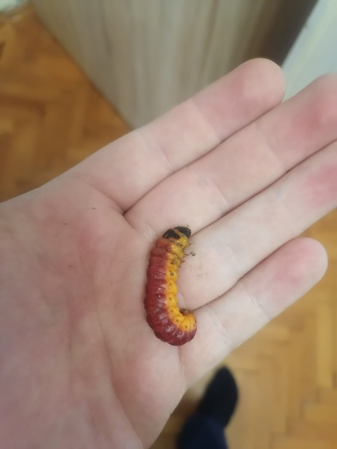 Cossus cossus - fűzfarontólepke