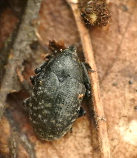 Larinus