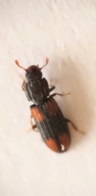Bitoma crenata - szalagos héjbogár