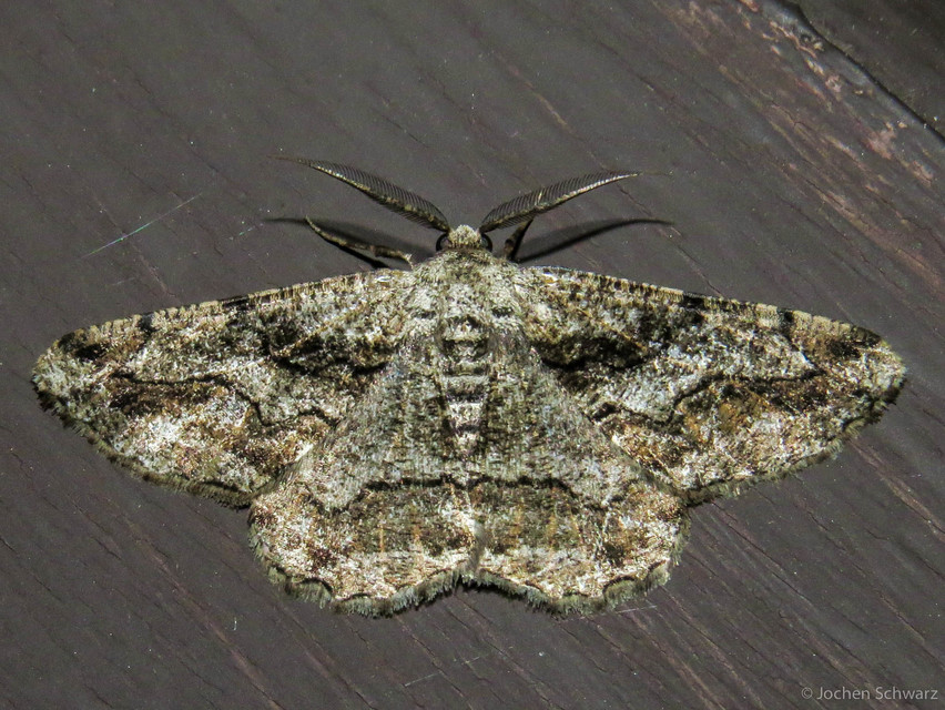 Synopsia sociaria - ürömaraszoló