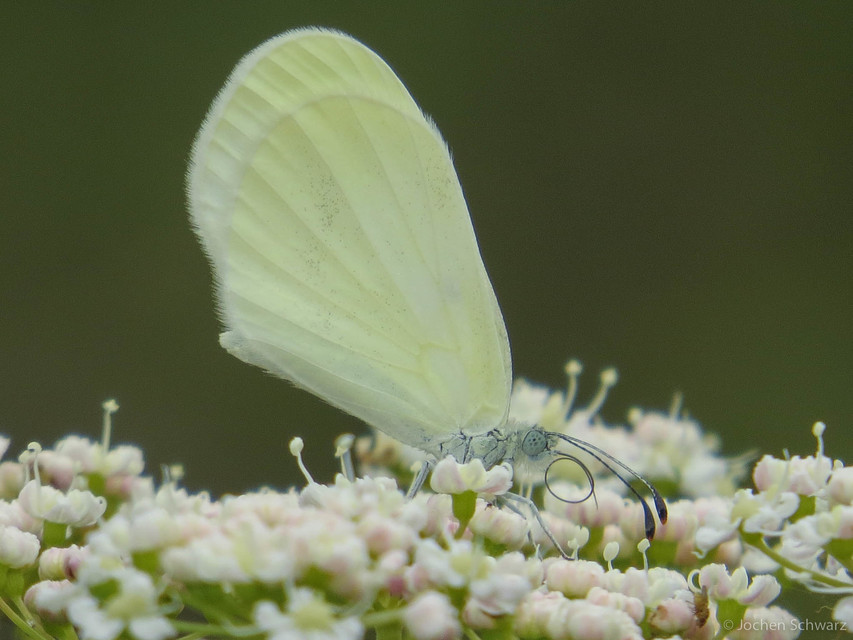 Leptidea sinapis/juvernica