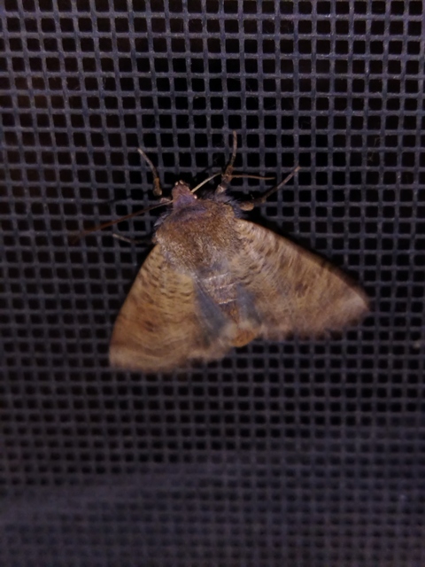 Conistra veronicae - veronika-őszibagoly