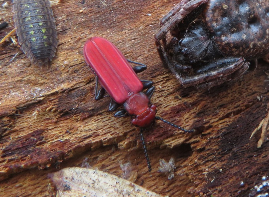 Cucujus cinnaberinus - skarlátbogár