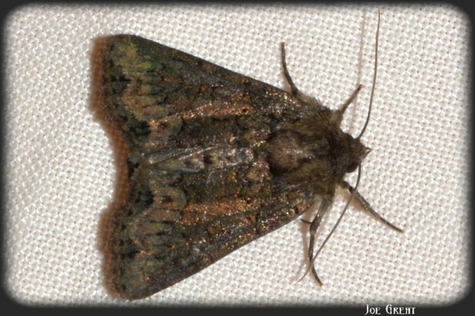 Oligia strigilis - kormos dudvabagoly