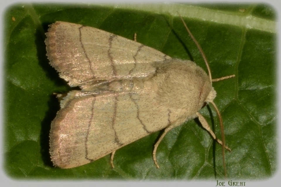 Charanyca trigrammica - háromsávos lombbagoly