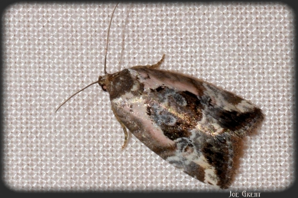 Hapalotis venustula - rózsaszínű mázasbagoly