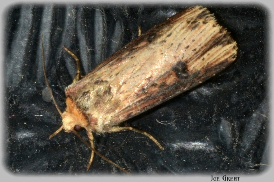 Axylia putris - vonalkás földibagoly