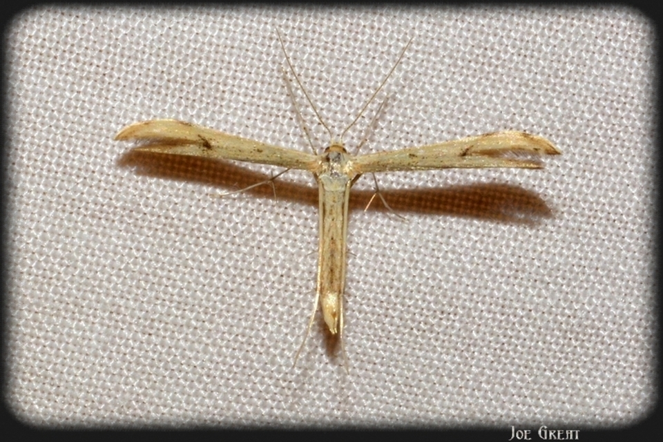 Pterophoridae - tollasmolyfélék