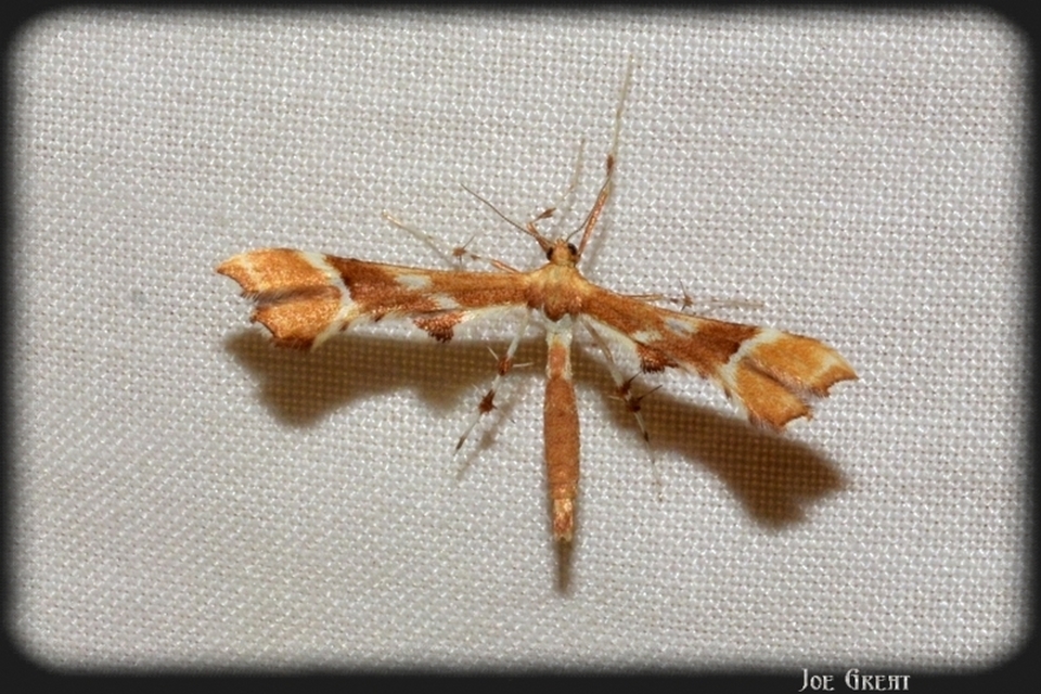 Cnaemidophorus rhododactyla - rózsabogyó-tollasmoly