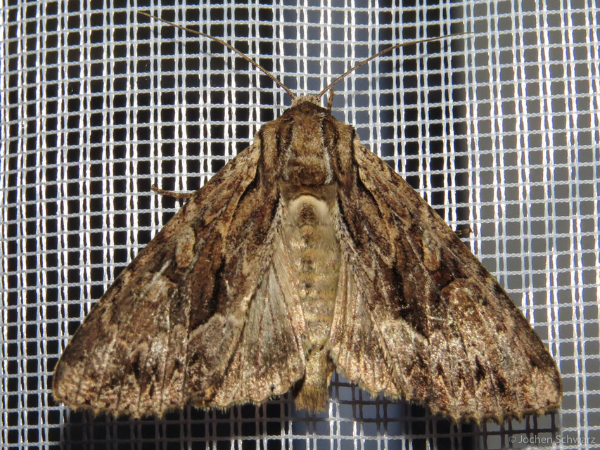 Apamea monoglypha - nagy dudvabagoly