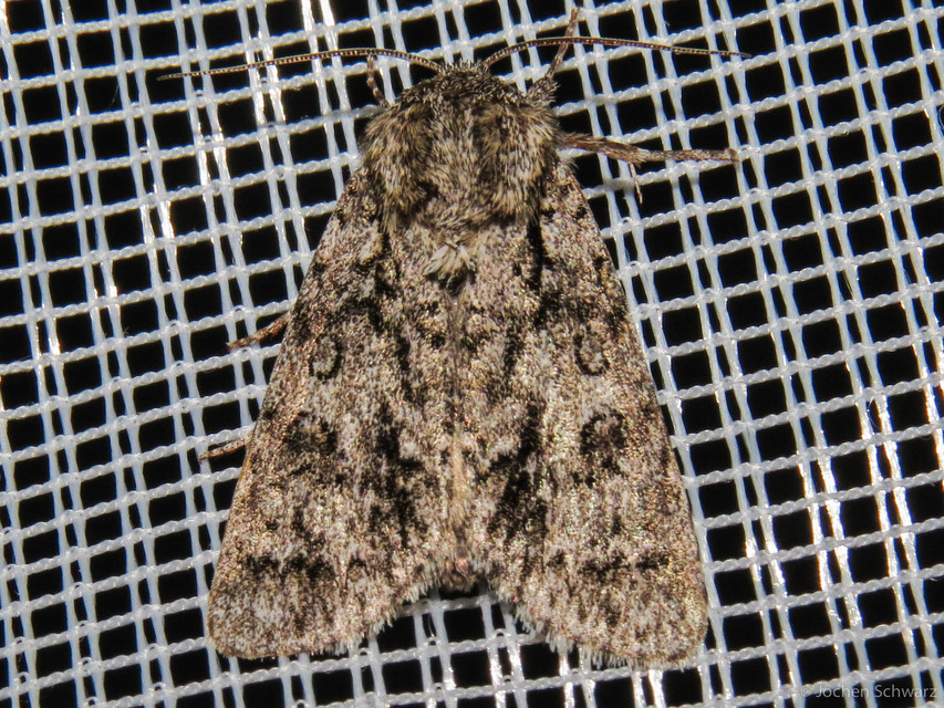 Acronicta auricoma - aranyos szigonyosbagoly