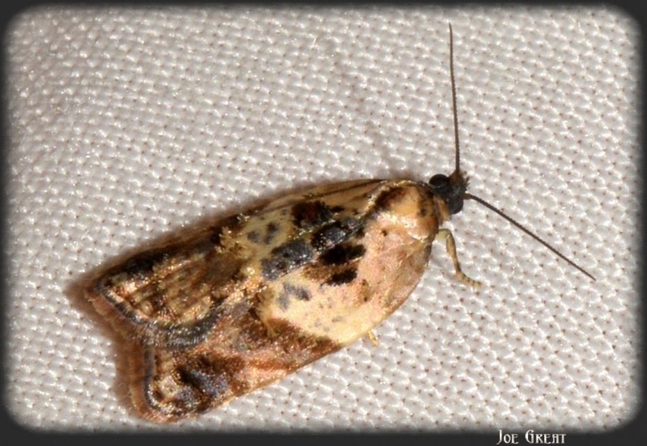 Acleris variegana - tarka levélmoly