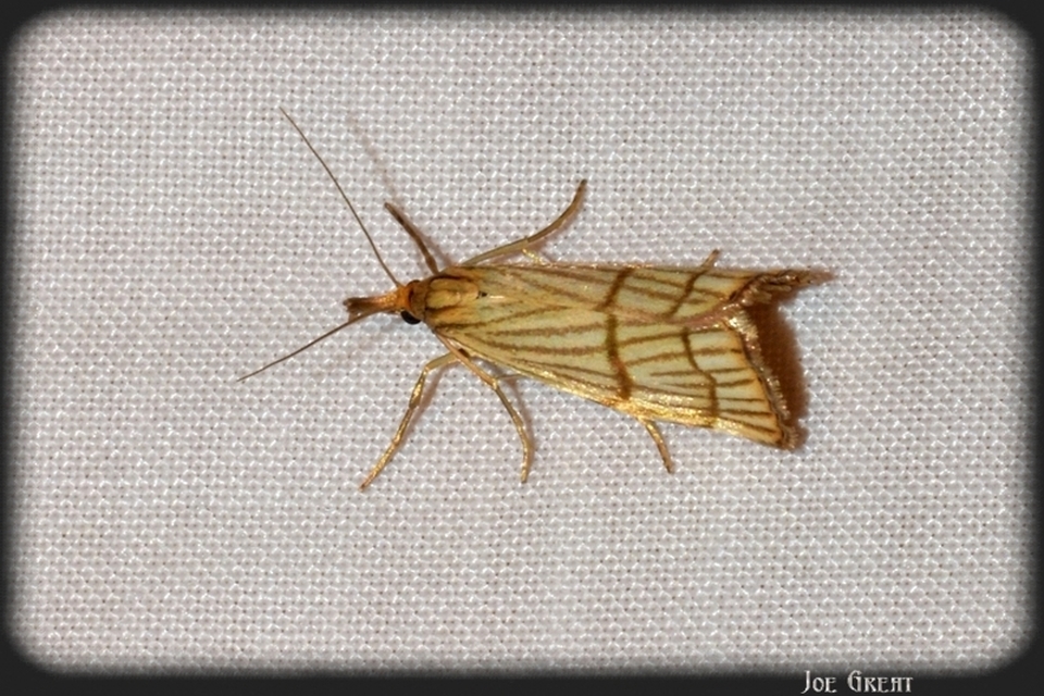 Chrysocrambus linetella - déli fűgyökérmoly
