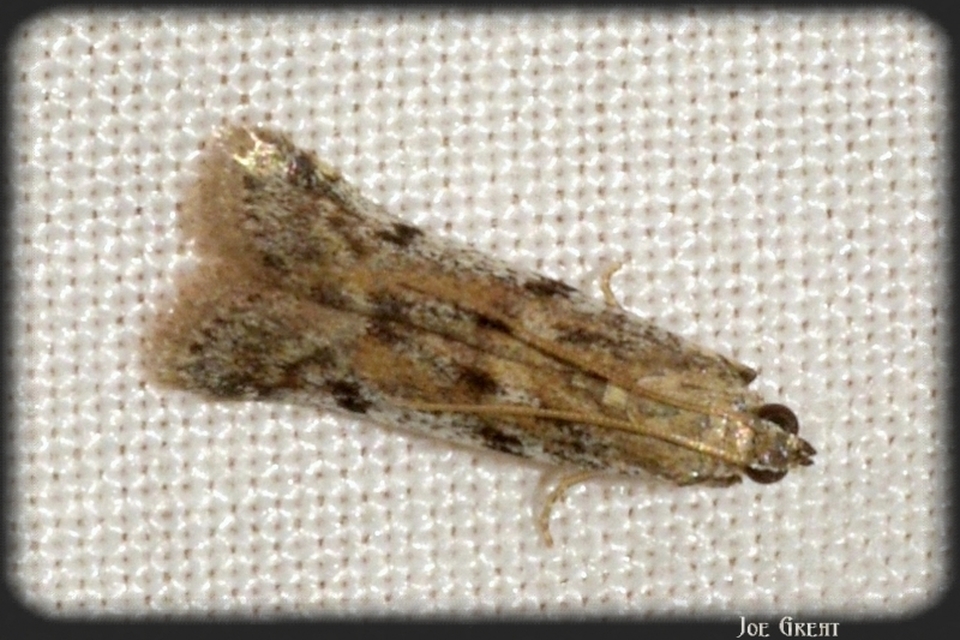Phycitinae