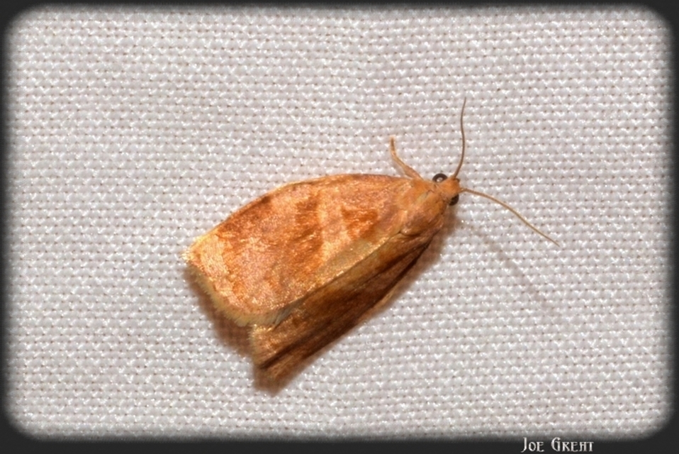 Tortricinae