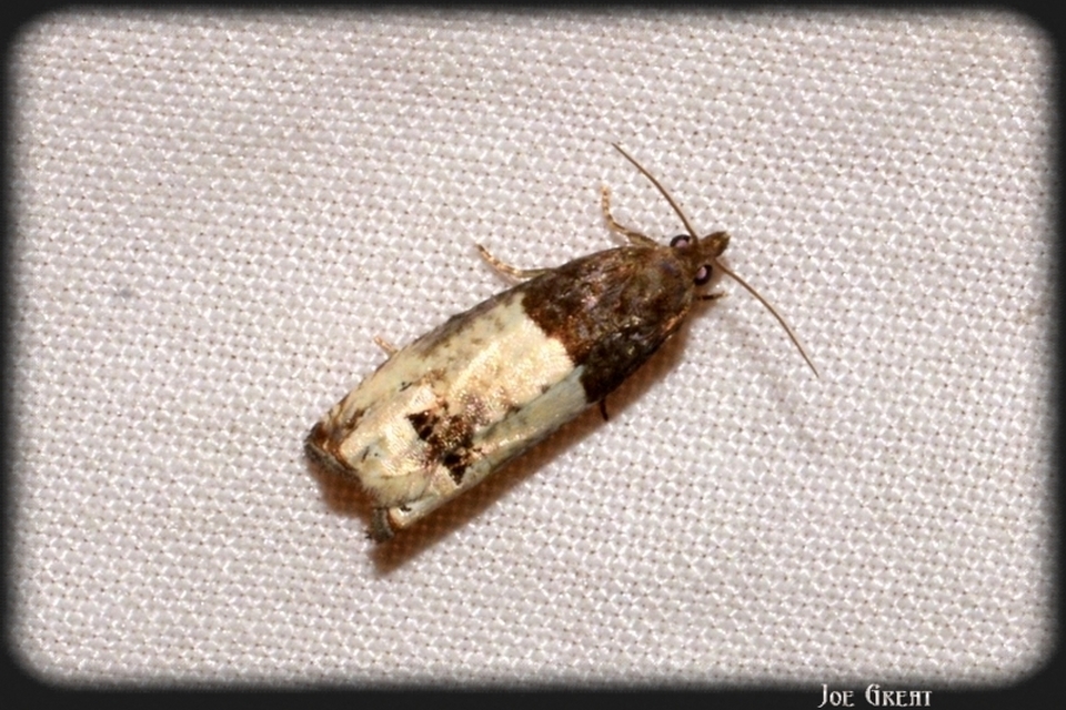 Olethreutinae