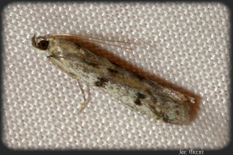 Phycitinae