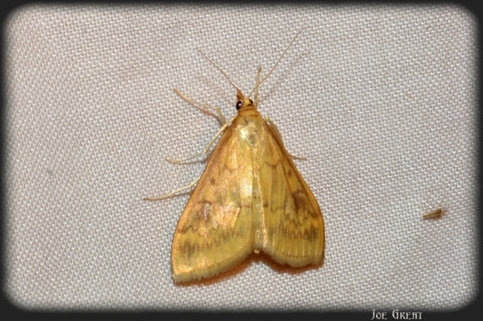 Ostrinia nubilalis - kukoricamoly